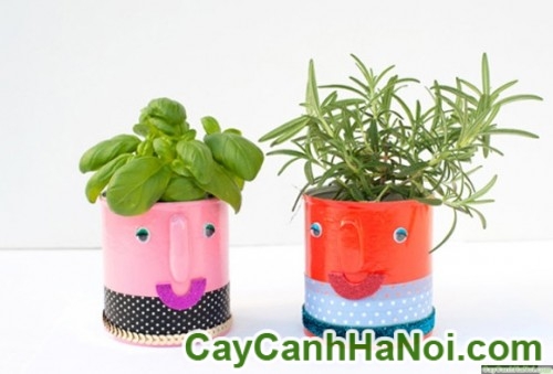 Cây May Mắn Tài Lộc Chậu Ly Thỏ 8 Cây May Mắn Tài Lộc Chậu Ly Thỏ