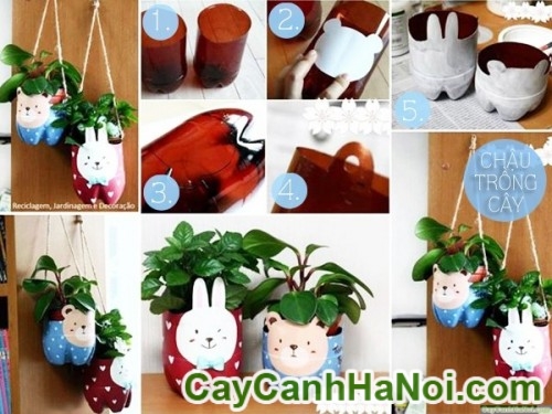 Cây May Mắn Tài Lộc Chậu Ly Thỏ 9 Cây May Mắn Tài Lộc Chậu Ly Thỏ