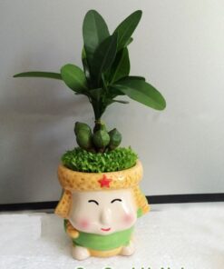 Cây May Mắn Tài Lộc Cậu Bé Mắt Híp