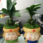 Cây May Mắn Tài Lộc Cậu Bé Mắt Híp