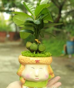 Cây May Mắn Tài Lộc Cậu Bé Mắt Híp