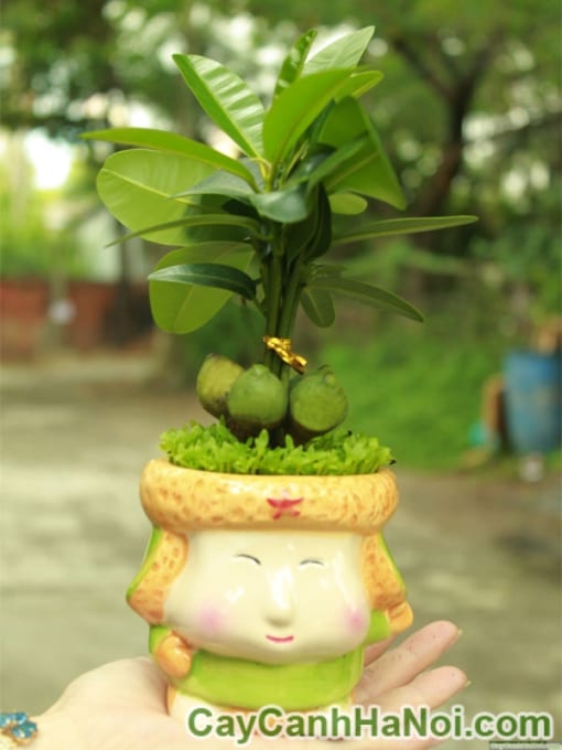 Cây May Mắn Tài Lộc Cậu Bé Mắt Híp