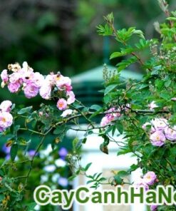 Cây hoa hồng gốc – hoa hồng Đà Lạt