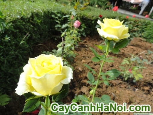 Cây hoa hồng gốc – hoa hồng Đà Lạt