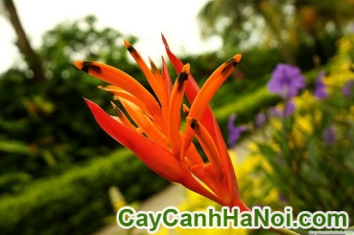 Cây Hoa Chuối Mỏ Két 8 Cây Hoa Chuối Mỏ Két