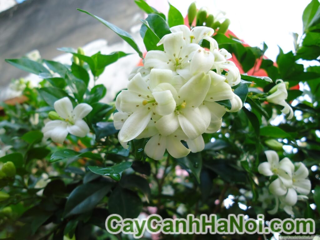 Cây Hoa Nguyệt Quế Trồng Hàng Rào 8 Nguyệt Quế Hàng Rào