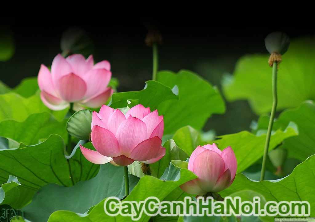 Hoa sen, linh vật của Việt Nam, một biểu tượng về sự thanh tịnh, sự vững chắc và sự tích cực. Bạn sẽ được chiêm ngưỡng những hình ảnh đẹp và ấn tượng về hoa sen trong bộ sưu tập này. Hãy để tâm hồn bạn được thư giãn và được xoa dịu nhờ vào hình ảnh tuyệt đẹp này.