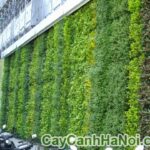 Cây tường gừa không gian xanh cho nhà phố