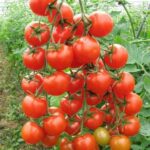 Cây cà chua – Đặc điểm và công dụng trong đời sống hiện nay