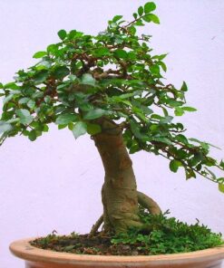 Cây duối bonsai