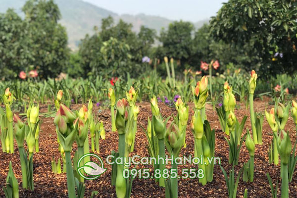 Bán cây huoa lan huệ đẹp số lượng lớn tại Hà Nội