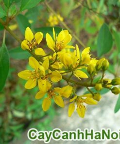 Cây Hoa Kim Đồng Vàng
