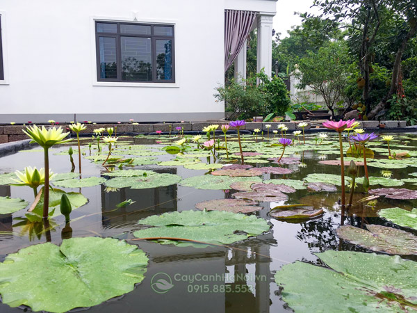 Cây Hoa Súng 74 Hoa súng trồng ao hồ trong sân vườn