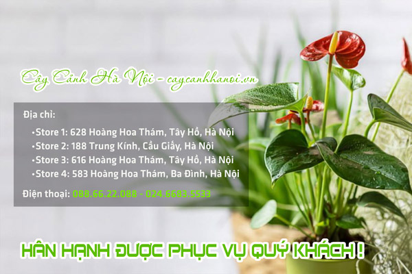 Cửa hàng cung cấp các mẫu chậu hồng môn đẹp giá rẻ tại Hà Nội