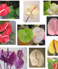 Hoa hồng môn có nhiều màu khác nhau