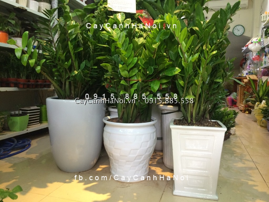 Cây kim phát tài giá bao nhiêu, mua ở đâu? Cây kim phát tài giá bao nhiêu, mua ở đâu?