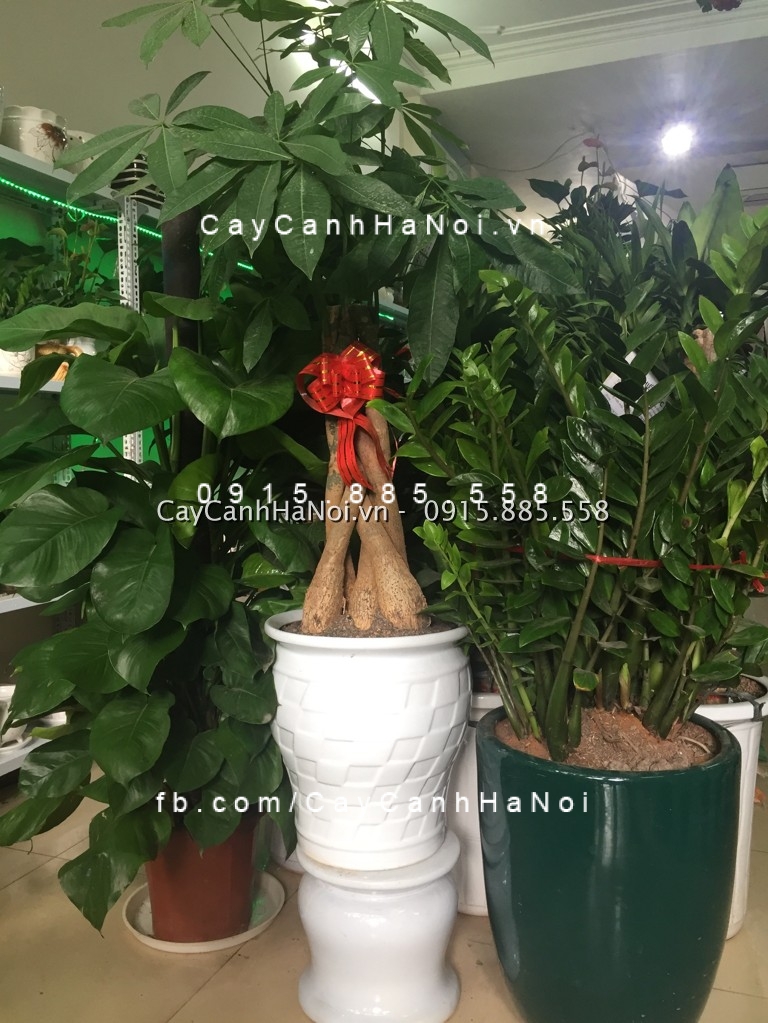Cây kim phát tài vàng lá, nguyên nhân và cách chăm sóc chuẩn Cây kim phát tài vàng lá, nguyên nhân và cách chăm sóc chuẩn