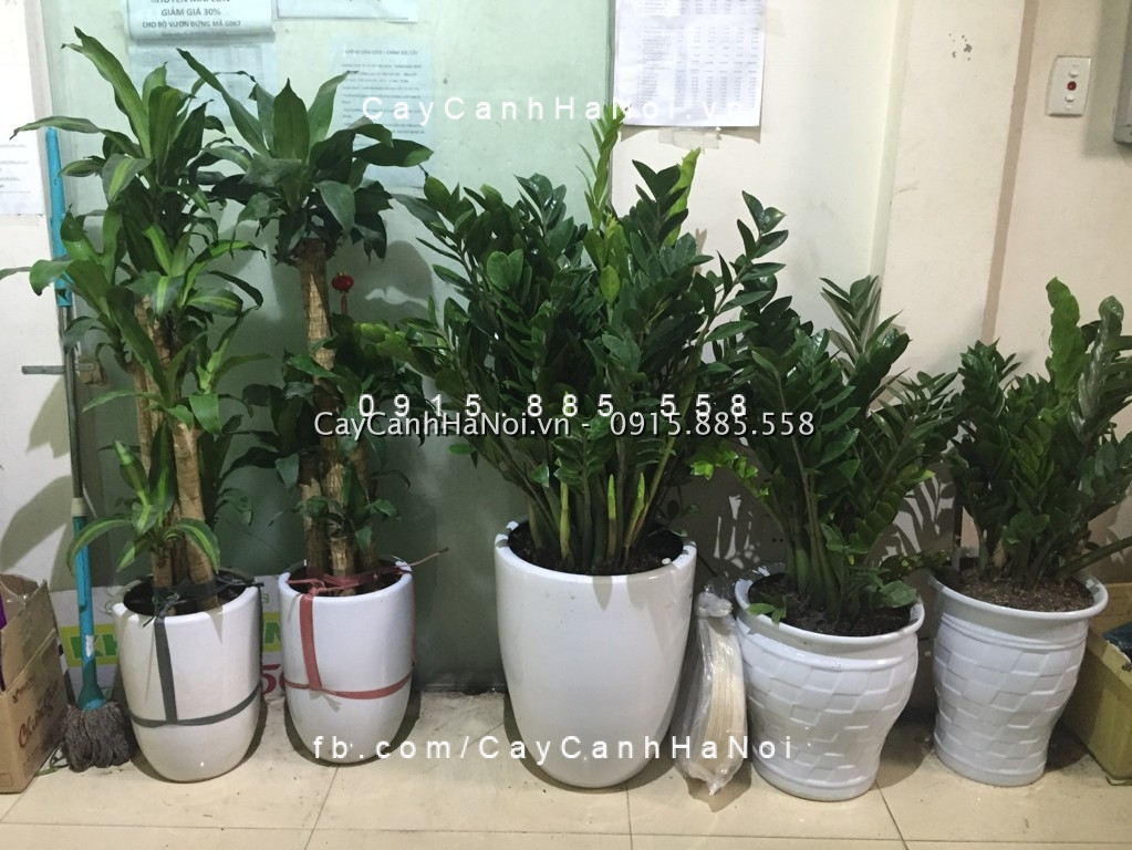 Cây kim phát tài nên đặt ở đâu phát tài phát lộc? Cây kim phát tài nên đặt ở đâu phát tài phát lộc?