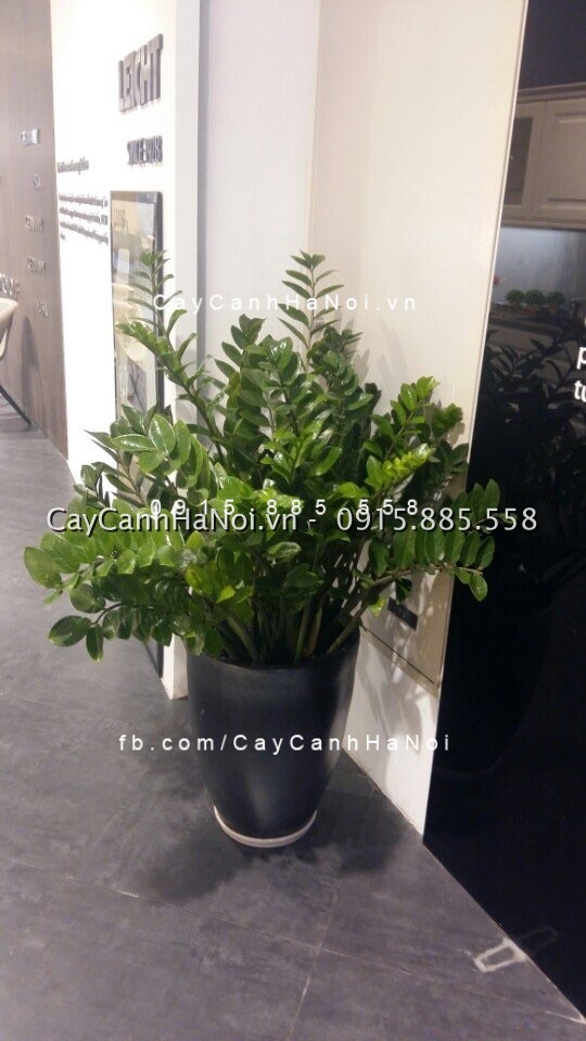 Cây kim phát tài nên đặt ở đâu phát tài phát lộc? Cây kim phát tài nên đặt ở đâu phát tài phát lộc?
