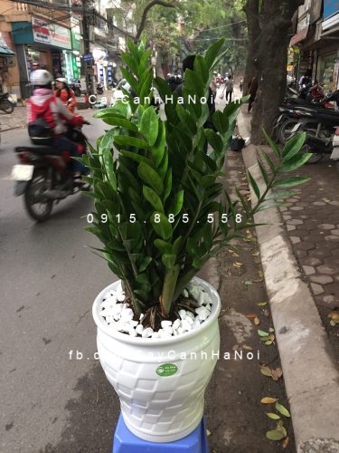 cây kim tiền, kim phát tài
