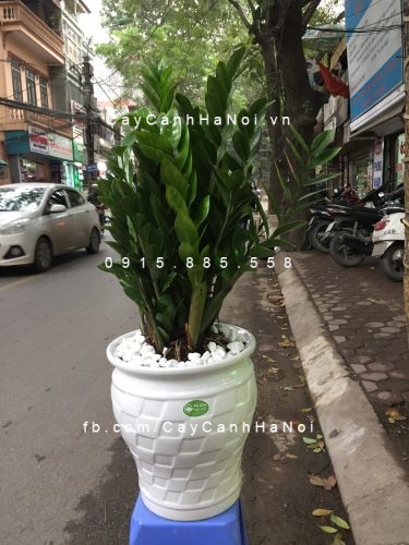 cây kim tiền, kim phát tài