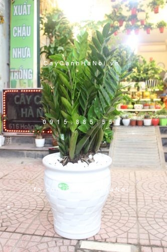 cây kim tiền, kim phát tài