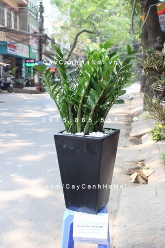 cây kim tiền, kim phát tài