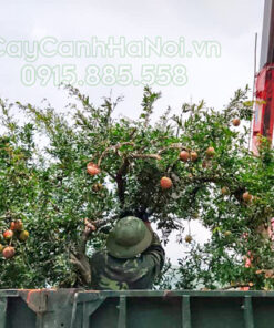 Nơi bán cây lựu số lượng lớn tại Hà Nội