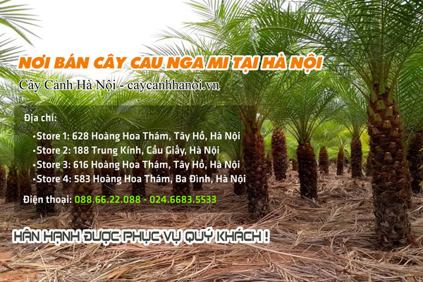Địa chỉ bán cây cau nga mi tại Hà Nội
