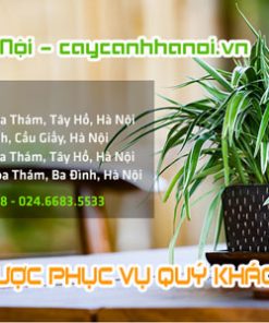 Địa chỉ bán cây cỏ lan chi tại Hà Nội