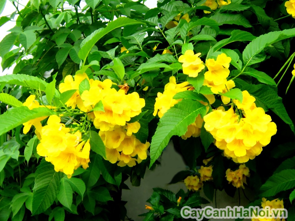 hoa-cay-chuong-vang