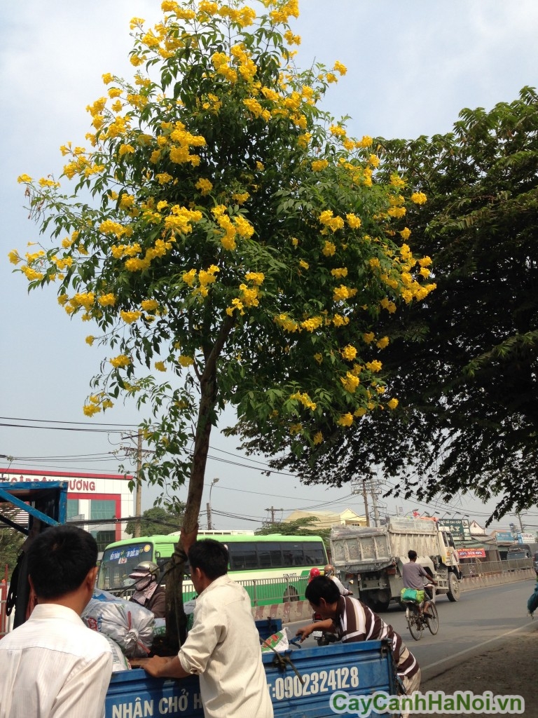 hoa-cay-chuong-vang