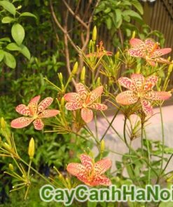 cây lan rẻ quạt
