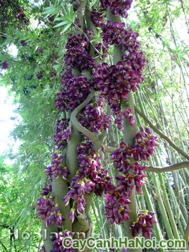 huyetlong
