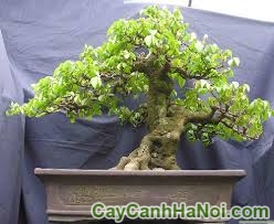 Cây khế bonsai