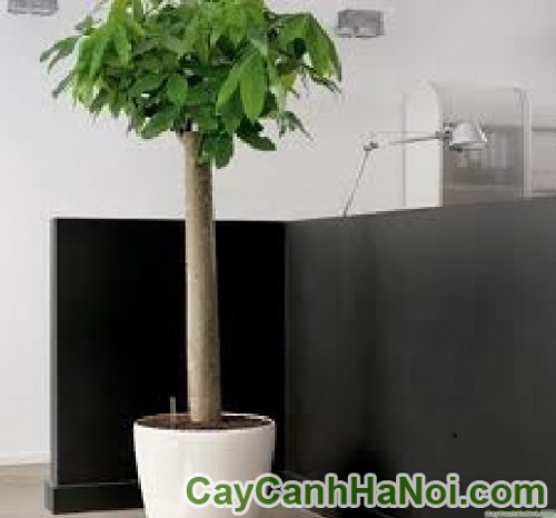 Cây kim ngân một thân 32 kim-ngan-1-than