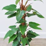 Cay-Saphia-Hong-Diep-Mon-Philodendron-erubesce-
