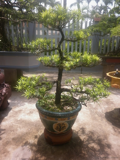 Cây Tùng La Hán đẹp phù hợp cho các sân vườn