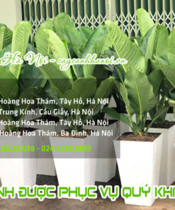 Nơi bán cây đại phú gia nội thất giá tốt nhất tại Hà Nội