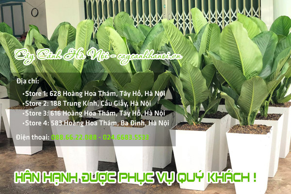 Nơi bán cây đại phú gia nội thất giá tốt nhất tại Hà Nội