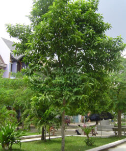 Cây ngọc lan trồng tạo bóng mát công viên