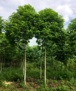Cách trồng cây ngọc lan cao 2m