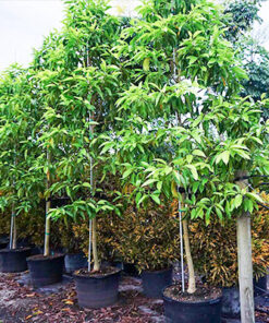 Cây ngọc lan có nhiều khích thước từ cây ngọc lan lùn dến cây ngọc lan trồng chậu.