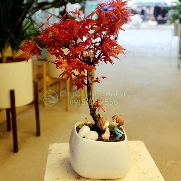 Cây Phong Lá đỏ - Cây Cảnh Hà Nội - Cây Cảnh Văn Phòng