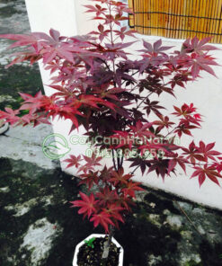 Phong trừ sâu bệnh cho cây phong đỏ Nhật Bản