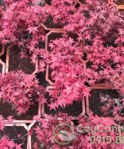 Nơi bán cây phong lá đỏ đẹp giá rẻ tại Hà Nội