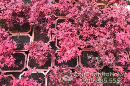 Nơi bán cây phong lá đỏ đẹp giá rẻ tại Hà Nội