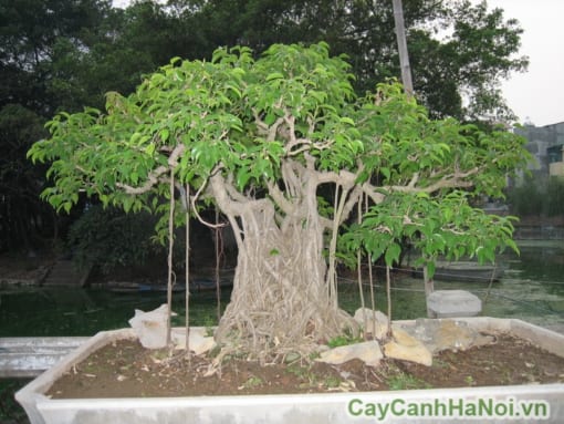 cây Sanh