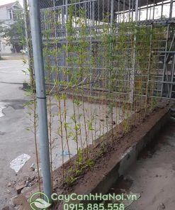 Cây trúc quân tử trồng hàng rào tạo tấm chén