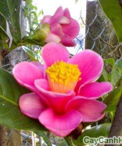cây hoa hải đường